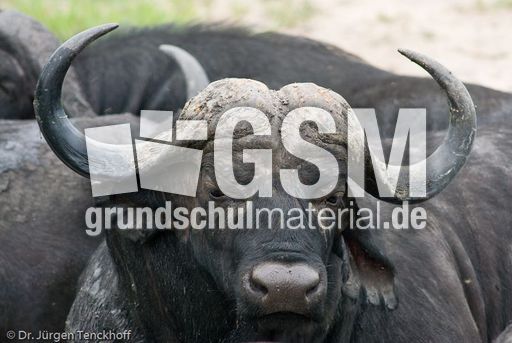 Afrikanischer Büffel (71 von 102).jpg